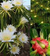 Bí quyết xử lý ra hoa nghịch vụ đúng kỹ thuật, tránh hao cây trên cây Thanh Long