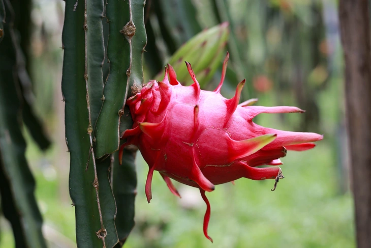 Thanh long xuất khẩu EU